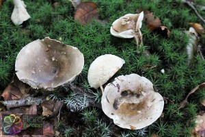 russula densifolia (1) (1000 x 667)8